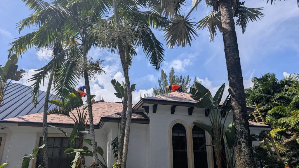 Roof installation and surrounding palms